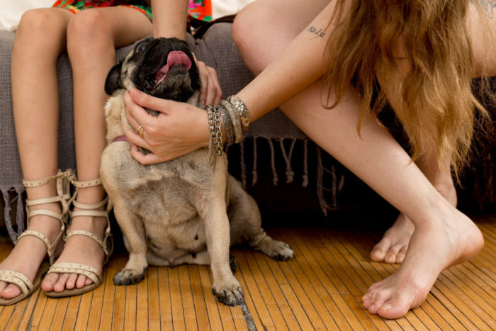 fotografia de pet