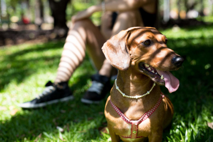 fotografia de pet
