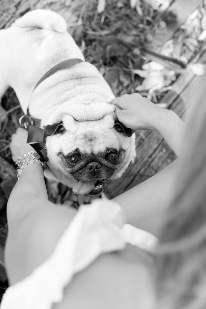 fotografia de pet