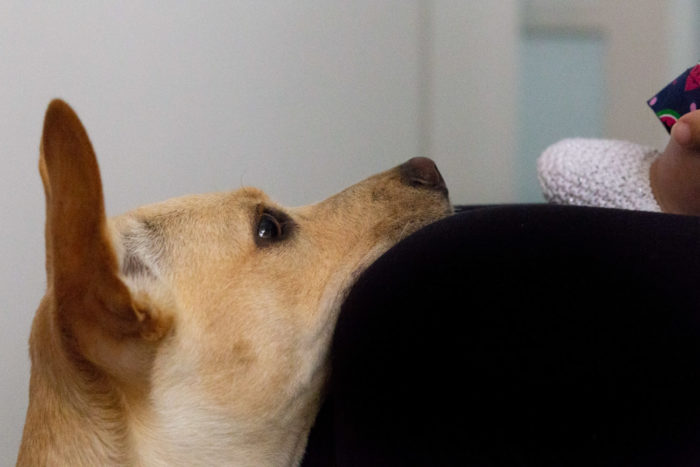 fotografia de pet